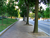 Trees separate pedestrians from traffic, provide shade and create more attractive communities.